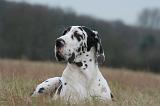 DOGUE ALLEMAND 707